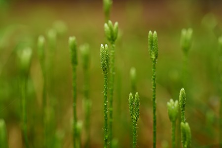 Stagshorn clubmoss, Lycopodium clavatumの写真素材