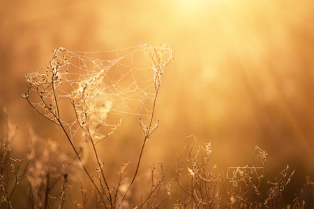 Autumn dry plantの写真素材