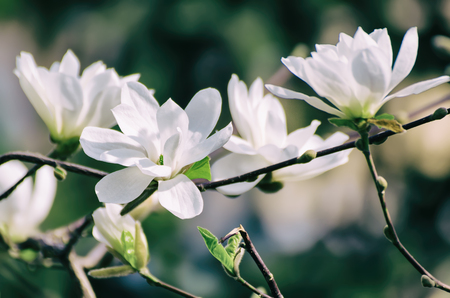 Magnolia spring flowersの写真素材