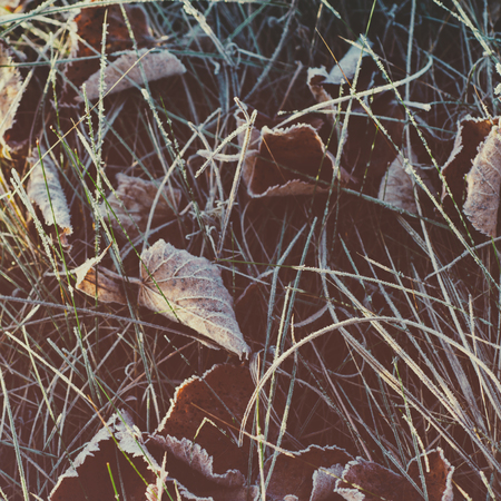 Frozen dry leavesの写真素材
