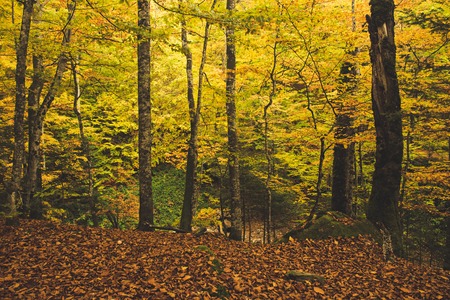 Beautiful autumn landscape