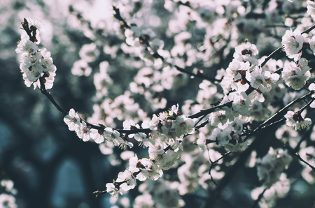 Apricot tree flowerの写真素材