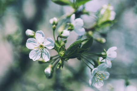 Cherry flowers frameの写真素材