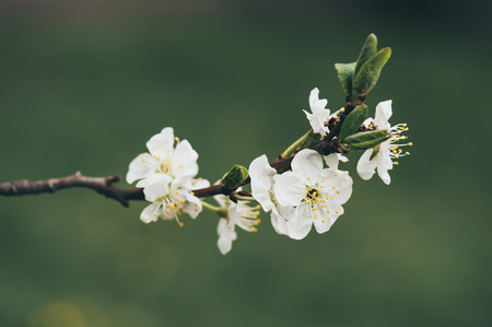 Cherry flowers frameの写真素材