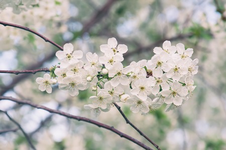 Cherry flowers frameの写真素材