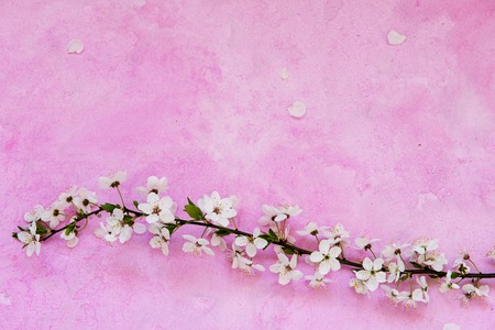 Cherry flowers on cementの写真素材