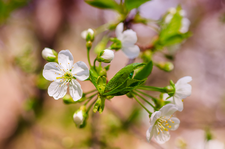 Cherry flowers frameの写真素材