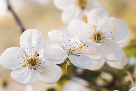 Cherry spring flowersの写真素材