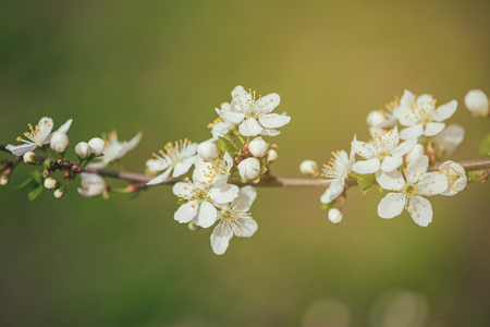 Plum vintage flowersの写真素材