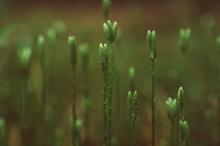 Stagshorn clubmoss, Lycopodium clavatumの写真素材