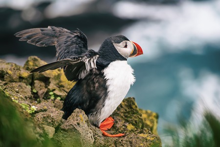 Single atlantic puffinの写真素材