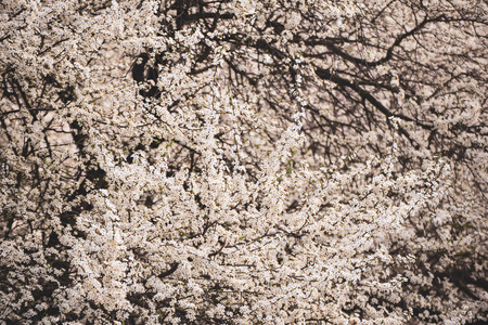 Plum flowers blossomの写真素材