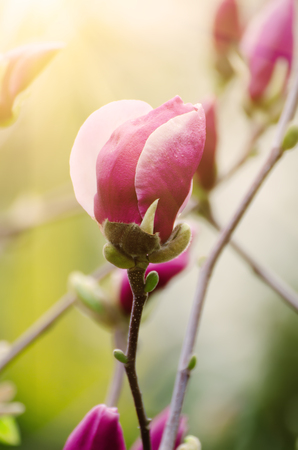 Magnolia flower budの写真素材