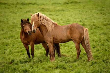 Two icelandic horsesの写真素材