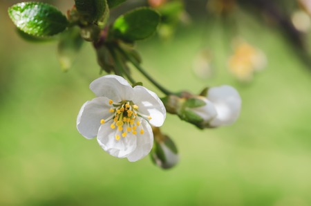 Cherry flowers frameの写真素材