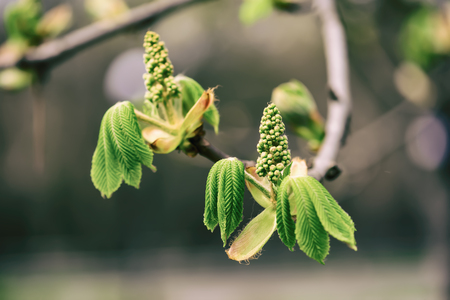 Blooming of chestnutの写真素材
