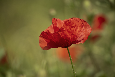 Red spring poppyの写真素材