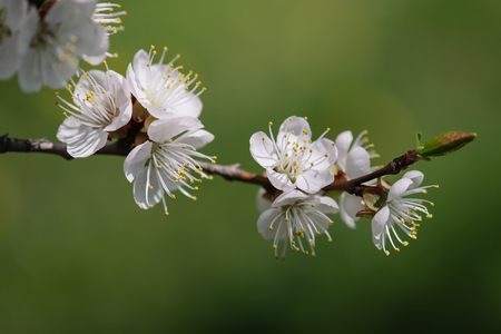 Apricot tree blossomsの写真素材