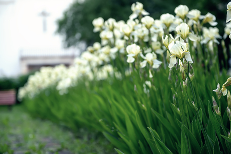 Iris flower blooming at church yard