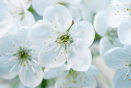 Cherry spring flowersの写真素材