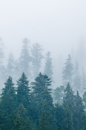 Misty mountain landscapeの写真素材