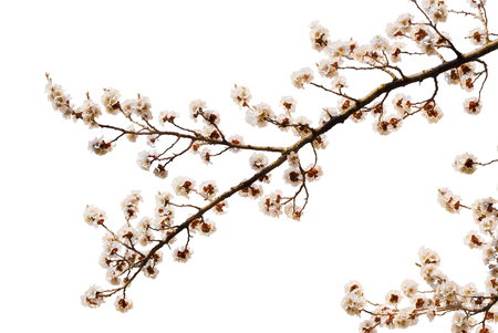 Apricot flower isolatedの写真素材