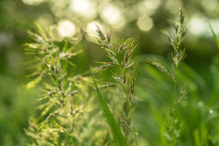 Natural abstract sunny backgroundの写真素材