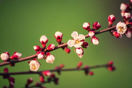 Apricot tree flowerの写真素材