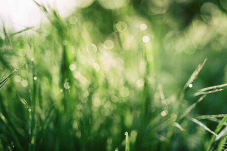 Natural abstract background