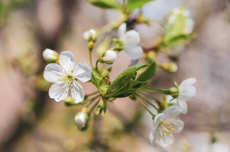 Cherry flowers frameの写真素材