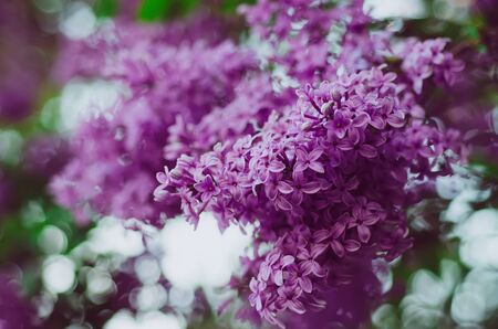 Spring lilac flowersの写真素材