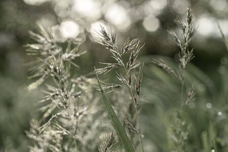 Natural abstract sunny backgroundの写真素材
