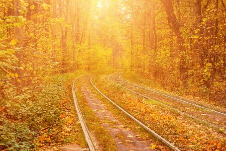 Rails in the forestの写真素材