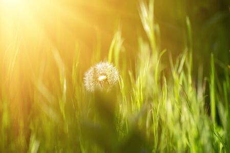Dandelion white flowerの写真素材