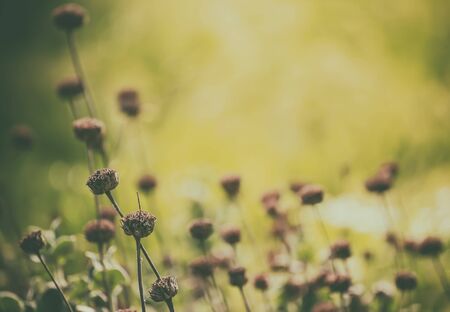 Natural abstract sunny backgroundの写真素材