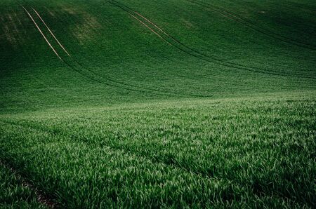 Green grass field backgroundの写真素材