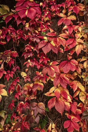 Wild grape red leaves