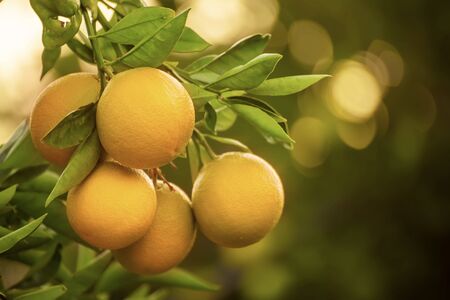 Orange garden with fruitの写真素材