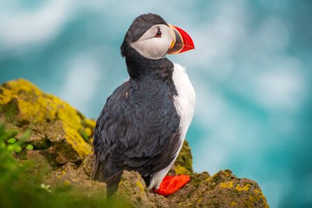 Single Atlantic puffin bird standing on the rock over the sea. Animal outdoor background