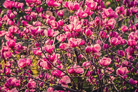 Magnolia spring flowersの写真素材