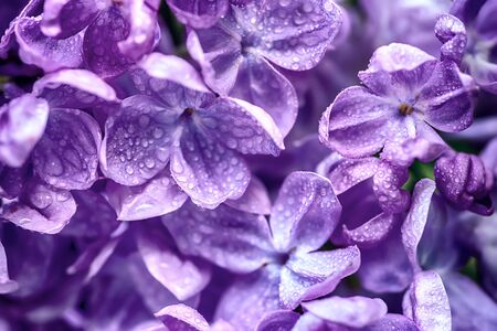 Lilac flowers macroの写真素材
