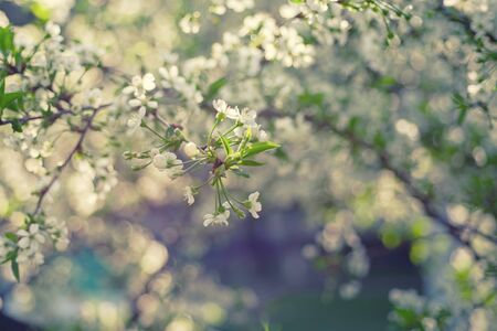 Cherry flowers frameの写真素材