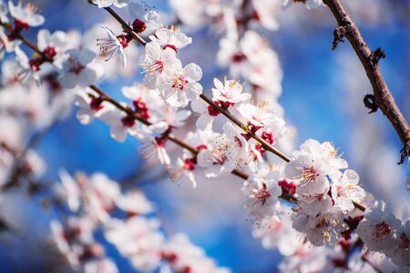 Apricot tree blossomsの写真素材
