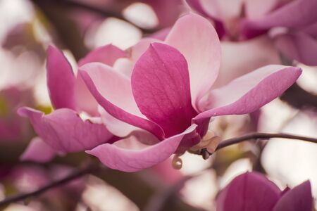 Magnolia spring flowersの写真素材