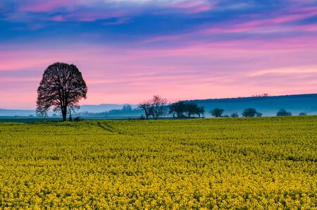 Sunrise and rapeseedの写真素材