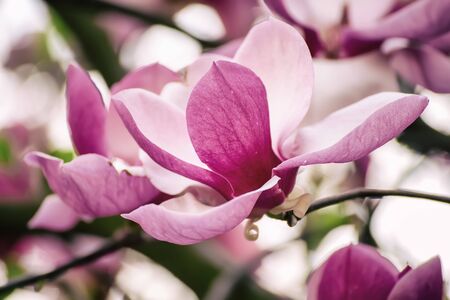 Magnolia spring flowersの写真素材