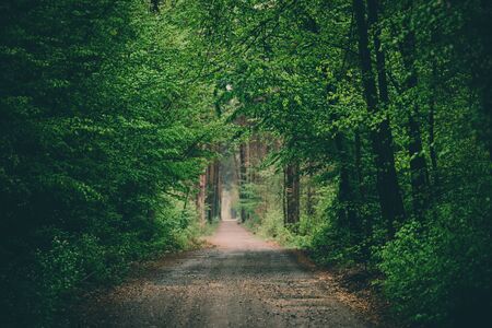 Dark moody forestの写真素材