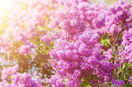 Spring lilac flowersの写真素材