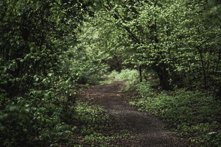 Dark moody forestの写真素材
