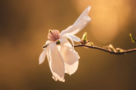 Magnolia spring flowersの写真素材